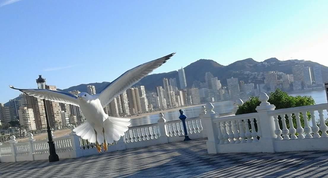 Acuarium Lux Apartment Benidorm Exterior photo